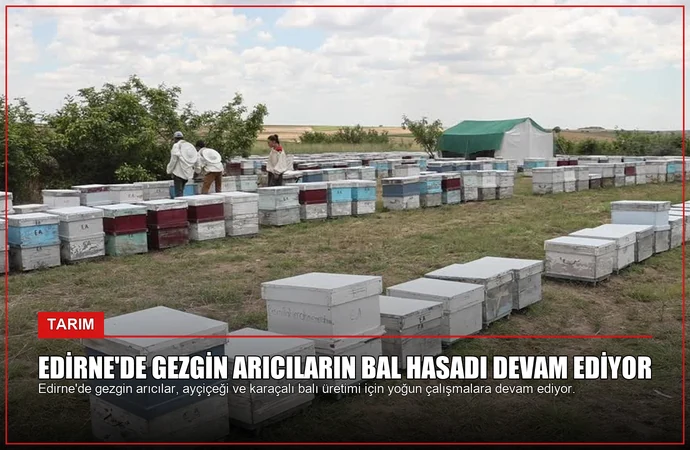 Edirne’de Gezgin Arıcıların Bal Hasadı Devam Ediyor