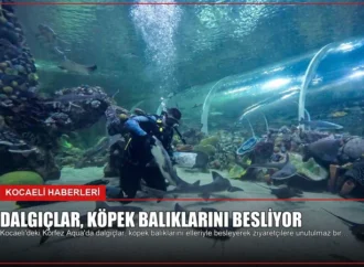 Dalgıçlar, Köpek Balıklarını Besliyor