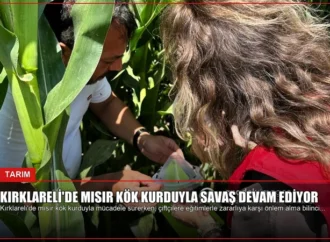 Kırklareli’de Mısır Kök Kurduyla Savaş Devam Ediyor