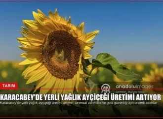 Karacabey’de Yerli Yağlık Ayçiçeği Üretimi Artıyor
