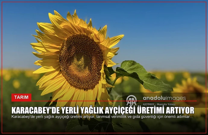 Karacabey’de Yerli Yağlık Ayçiçeği Üretimi Artıyor