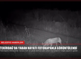 Tekirdağ’da Yaban Hayatı Fotokapanla Görüntülendi