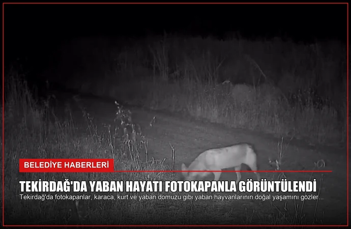 Tekirdağ’da Yaban Hayatı Fotokapanla Görüntülendi