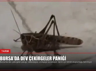 Bursa’da dev çekirgeler paniği