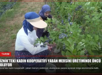 İznik’teki Kadın Kooperatifi Yaban Mersini Üretiminde Öncü Oluyor