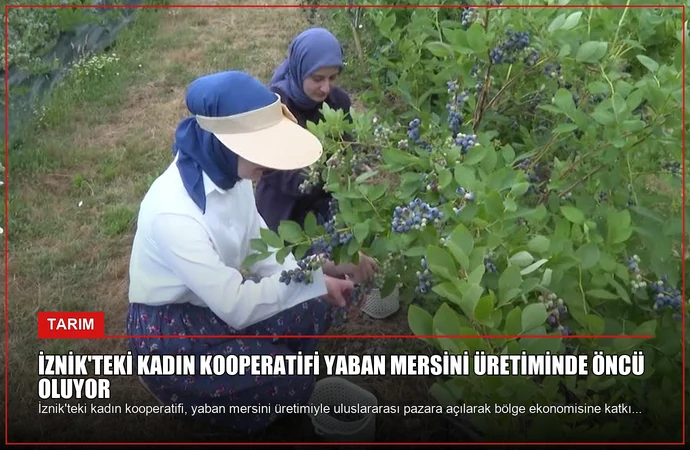 İznik’teki Kadın Kooperatifi Yaban Mersini Üretiminde Öncü Oluyor