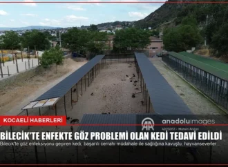 Bilecik’te Enfekte Göz Problemi Olan Kedi Tedavi Edildi