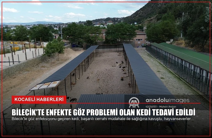 Bilecik’te Enfekte Göz Problemi Olan Kedi Tedavi Edildi