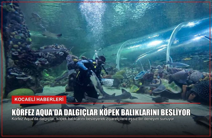 Körfez Aqua’da Dalgıçlar Köpek Balıklarını Besliyor