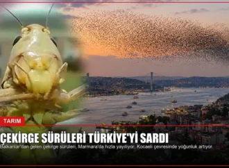 Çekirge Sürüleri Türkiye’yi Sardı