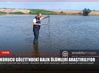 Korucu Göleti’ndeki Balık Ölümleri Araştırılıyor
