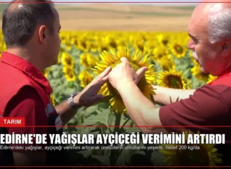 Edirne’de Yağışlar Ayçiçeği Verimini Artırdı