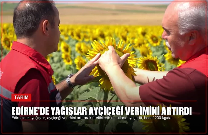 Edirne’de Yağışlar Ayçiçeği Verimini Artırdı