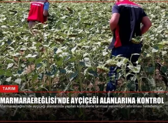Marmaraereğlisi’nde Ayçiçeği Alanlarına Kontrol