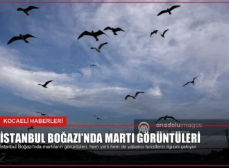 İstanbul Boğazı’nda Martı Görüntüleri