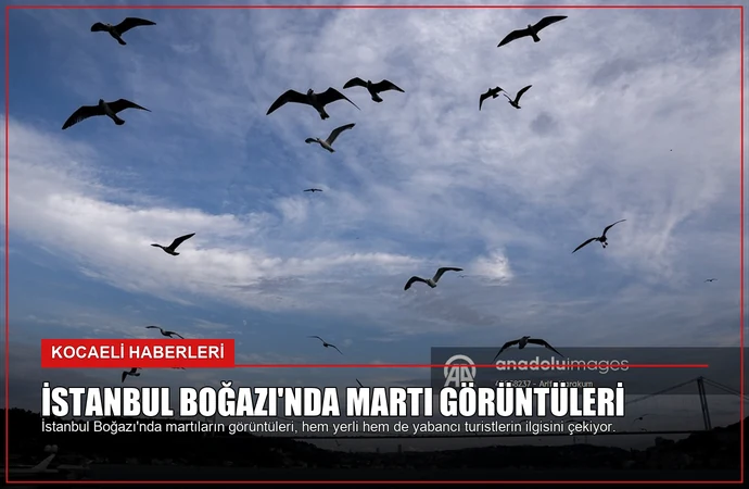 İstanbul Boğazı’nda Martı Görüntüleri