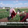 ANKARA – Çubuk’ta turşu yapımında kullanılan salatalığın hasadına başlandı