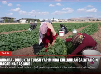 ANKARA – Çubuk’ta turşu yapımında kullanılan salatalığın hasadına başlandı