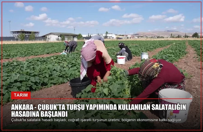 ANKARA – Çubuk’ta turşu yapımında kullanılan salatalığın hasadına başlandı