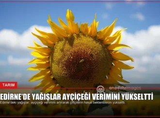 Edirne’de Yağışlar Ayçiçeği Verimini Yükseltti