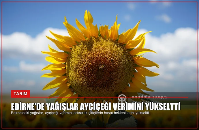 Edirne’de Yağışlar Ayçiçeği Verimini Yükseltti