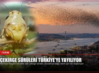 Çekirge Sürüleri Türkiye’ye Yayılıyor