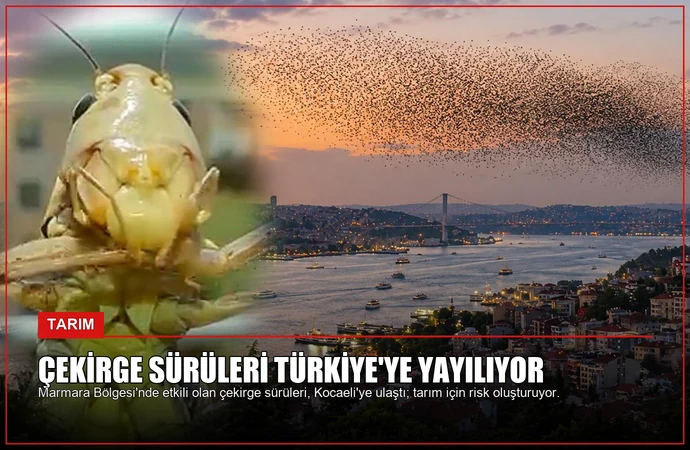 Çekirge Sürüleri Türkiye’ye Yayılıyor