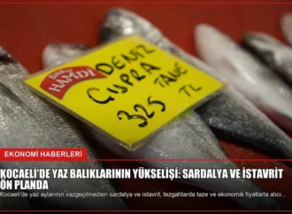 Kocaeli’de Yaz Balıklarının Yükselişi: Sardalya ve İstavrit Ön Planda