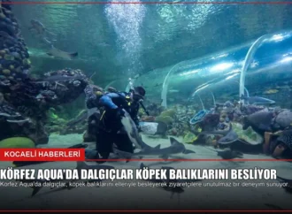 Körfez Aqua’da Dalgıçlar Köpek Balıklarını Besliyor
