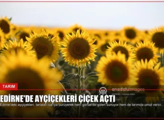 Edirne’de Ayçiçekleri Çiçek Açtı