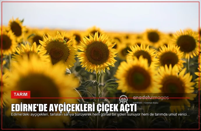 Edirne’de Ayçiçekleri Çiçek Açtı
