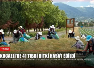 Kocaeli’de 41 Tıbbi Bitki Hasat Edildi
