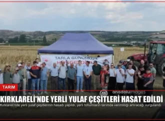Kırklareli’nde Yerli Yulaf Çeşitleri Hasat Edildi