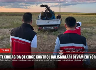 Tekirdağ’da Çekirge Kontrol Çalışmaları Devam Ediyor