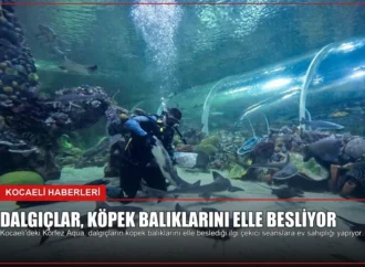 Dalgıçlar, köpek balıklarını elle besliyor