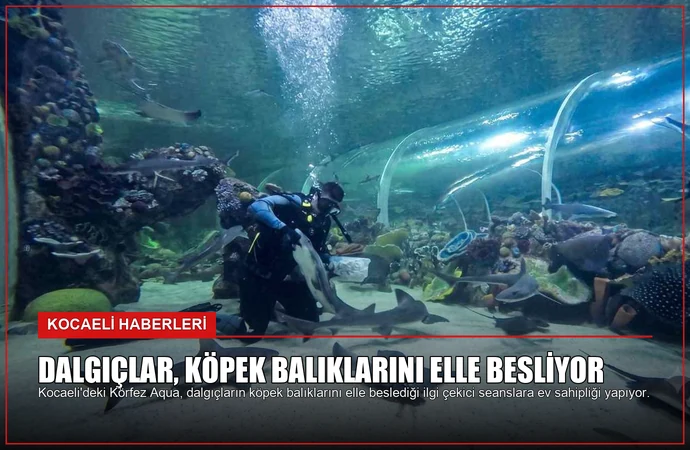 Dalgıçlar, köpek balıklarını elle besliyor