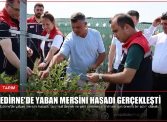Edirne’de Yaban Mersini Hasadı Gerçekleşti
