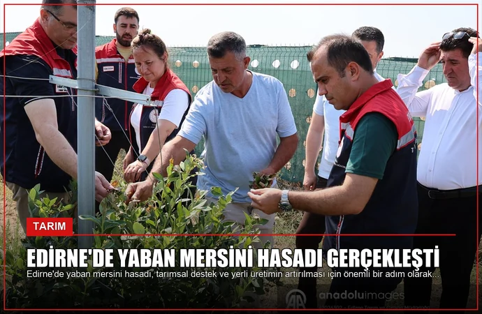 Edirne’de Yaban Mersini Hasadı Gerçekleşti