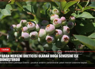 Yaban Mersini Üreticisi Olarak Doğa Sevgisini İşe Dönüştürdü