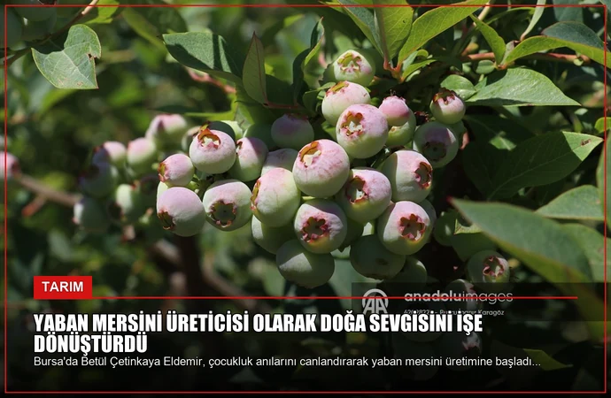 Yaban Mersini Üreticisi Olarak Doğa Sevgisini İşe Dönüştürdü