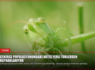 Çekirge Popülasyonundaki Artış Yerli Türlerden Kaynaklanıyor