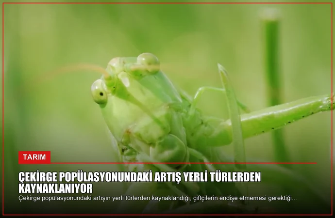 Çekirge Popülasyonundaki Artış Yerli Türlerden Kaynaklanıyor