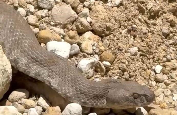 Varlıkonak’ta Engerek Yılanı Görüntülendi