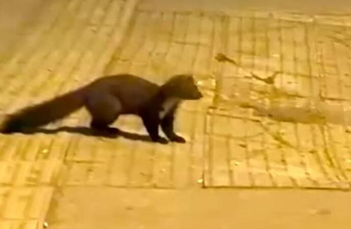 Yalova Merkezinde Sansar Görüntülendi