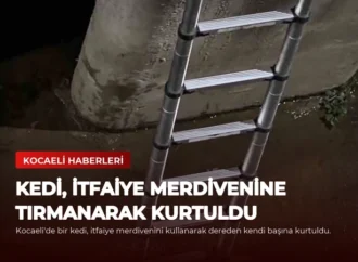 Kedi, İtfaiye Merdivenine Tırmanarak Kurtuldu
