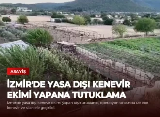 İzmir’de Yasa Dışı Kenevir Ekimi Yapana Tutuklama
