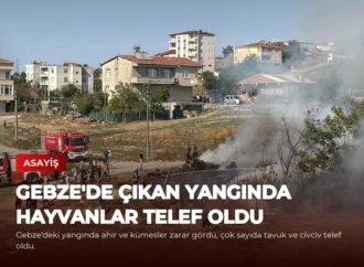 Gebze’de Çıkan Yangında Hayvanlar Telef Oldu