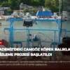 Karadeniz’deki Camgöz Köpek Balıkları İçin İzleme Projesi Başlatıldı