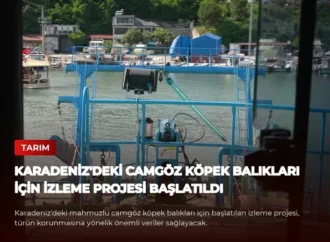 Karadeniz’deki Camgöz Köpek Balıkları İçin İzleme Projesi Başlatıldı