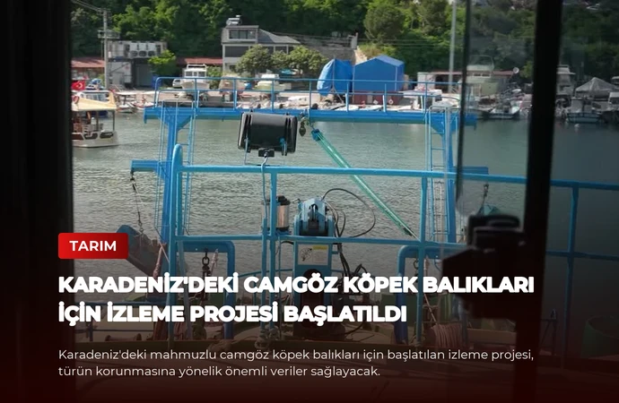Karadeniz’deki Camgöz Köpek Balıkları İçin İzleme Projesi Başlatıldı